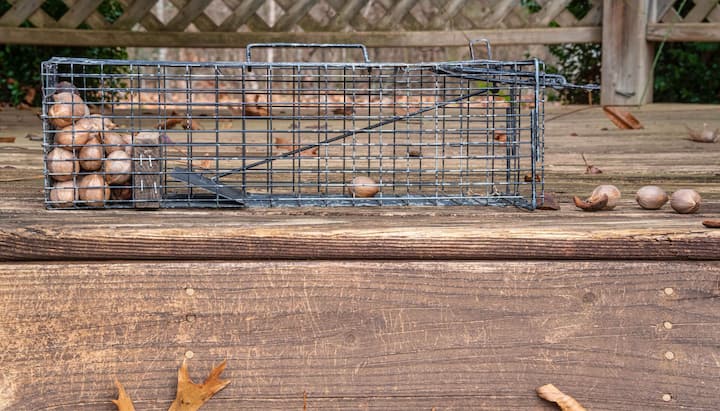 Professional-Wildlife-Control in New Orleans