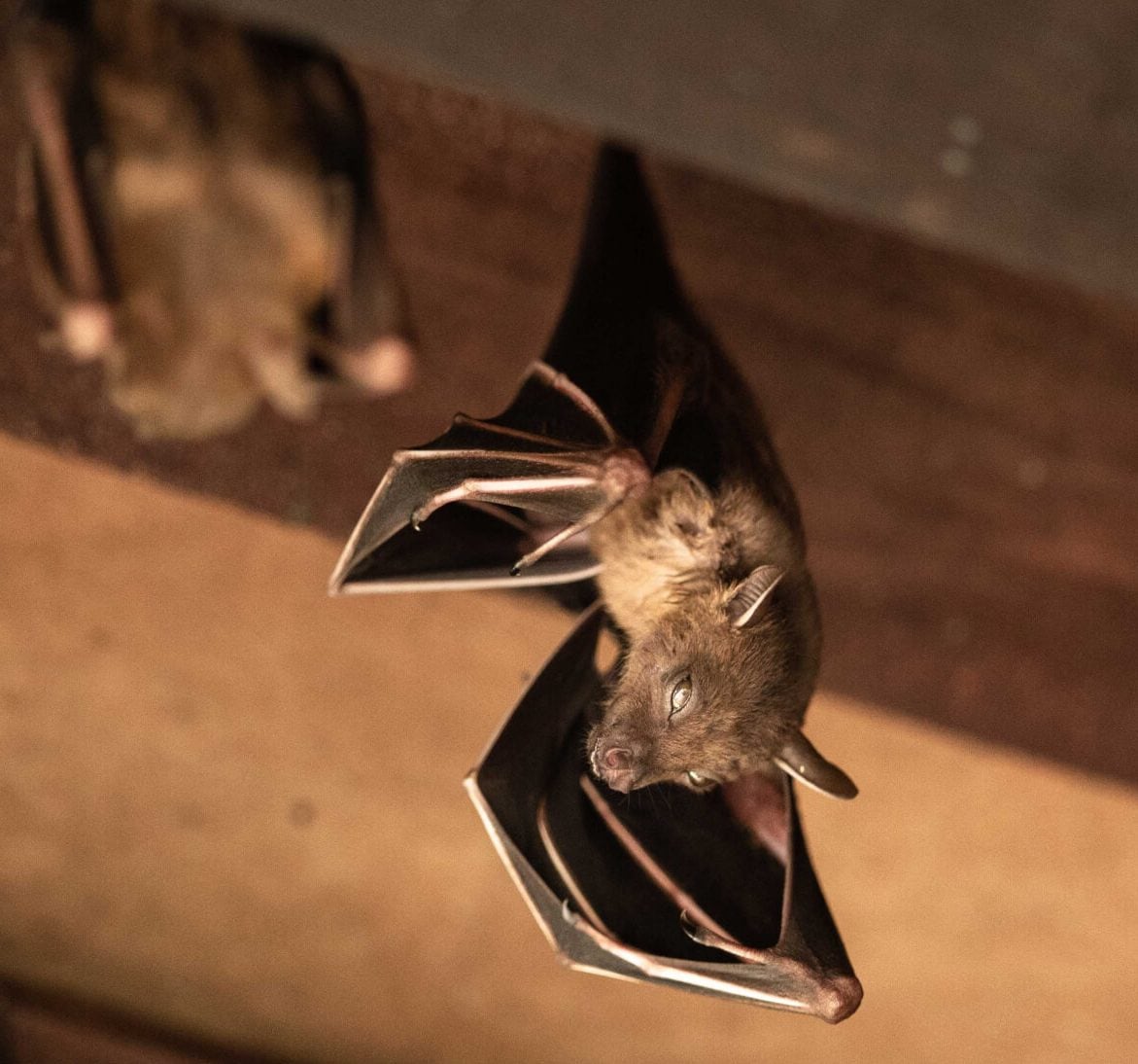 Wildlife-Bats in New Orleans